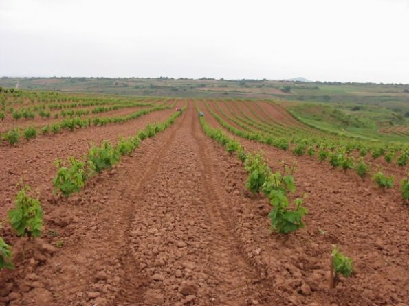 12 Les vignes de la Rioja