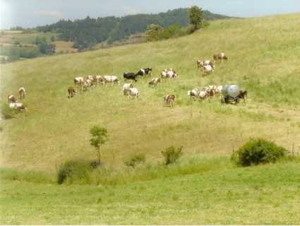 Sur le plateau d'Aubrac