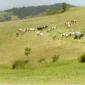 Sur le plateau d'Aubrac