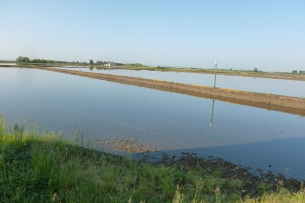 07 Rizieres de la vallée du pô