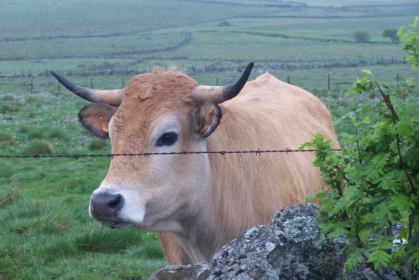 Les belles d'Aubrac se maquillent tous les matins, pour regarder passer le pèlerin