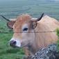 Les belles d'Aubrac se maquillent tous les matins, pour regarder passer le pèlerin