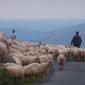 En route vers l'Espagne : aux environs d'Orisson