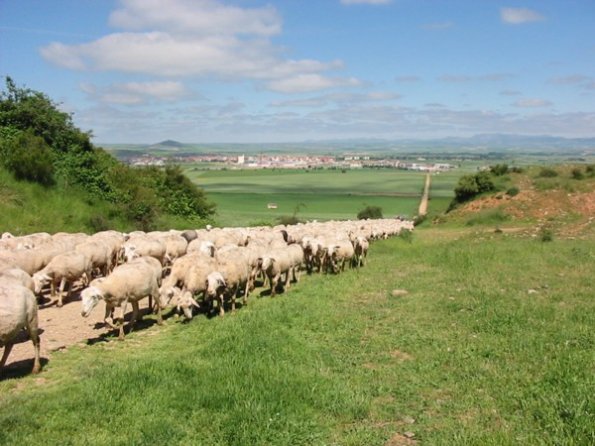 15 Transhumance