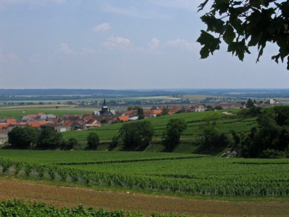 07 Vignoble en montagne de Reims