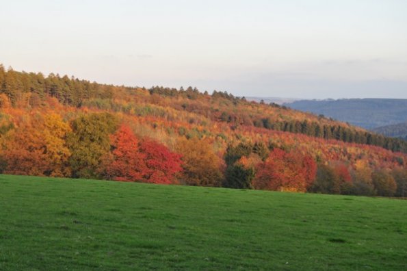 04 Paysage ardennais